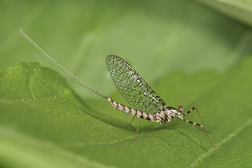 Aprionyx sp. (Leptophlebiidae)